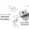 Das Bild stellt mehrere Doppelhelixen dar, welche farbig markierte Punkte enthalten. Während auf der linken Seite eine Doppelhelix mit zwei roten Punkten gezeigt wird, sind es auf der rechten Seite mehrere Stränge mit zwei verschiedenfarbigen Punkten. Unter der linken Seite steht Symmetric recognition, unter der rechten asymmetric recognition. Die beiden Seiten werden durch einen Pfeil verbunden unter dem Directed Evolution steht. 