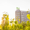 View over green plants to the Mathetower